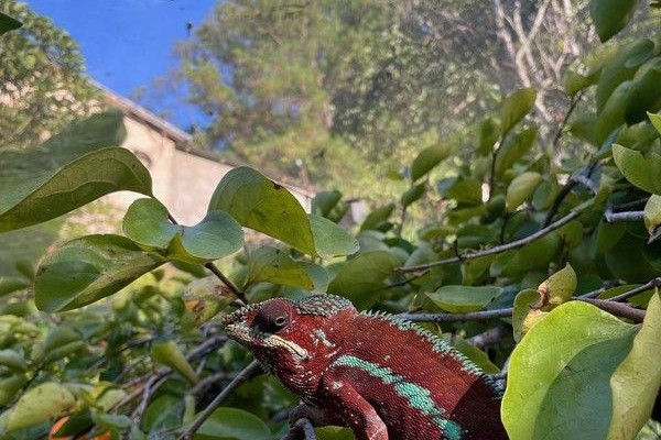 202402-madagaskar-1107F1DC9F6-1337-0D91-56AE-F2E43741B7D7.jpg