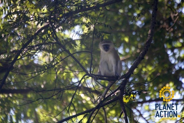 malawi-032017-0801DE085CA-6065-8CA8-6A9D-8DAB11D9BCDB.jpg